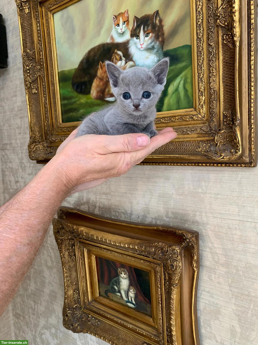 Bild 3: Echte Russisch Blau Kitten mit Stammbaum