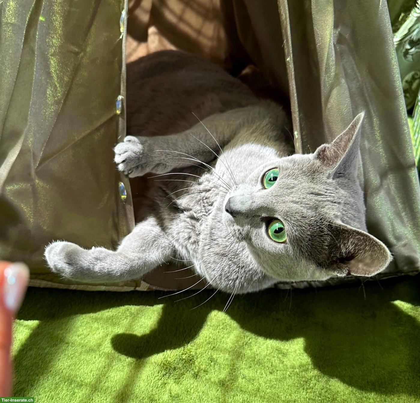 Bild 5: Echte Russisch Blau Kitten mit Stammbaum