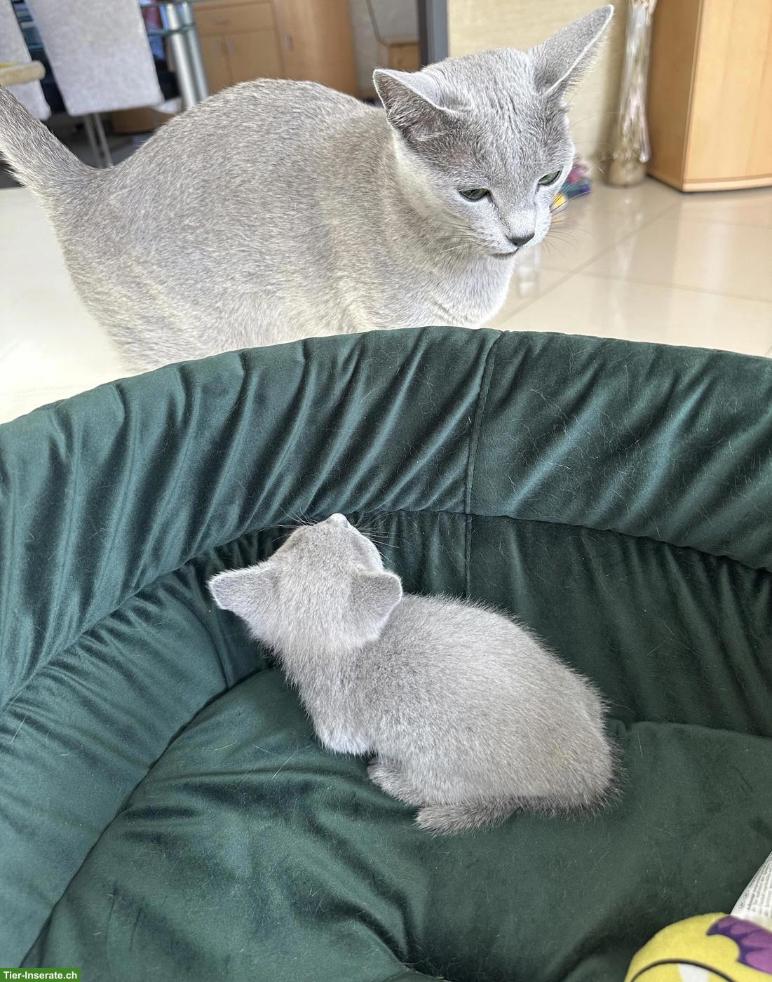 Bild 8: Echte Russisch Blau Kitten mit Stammbaum