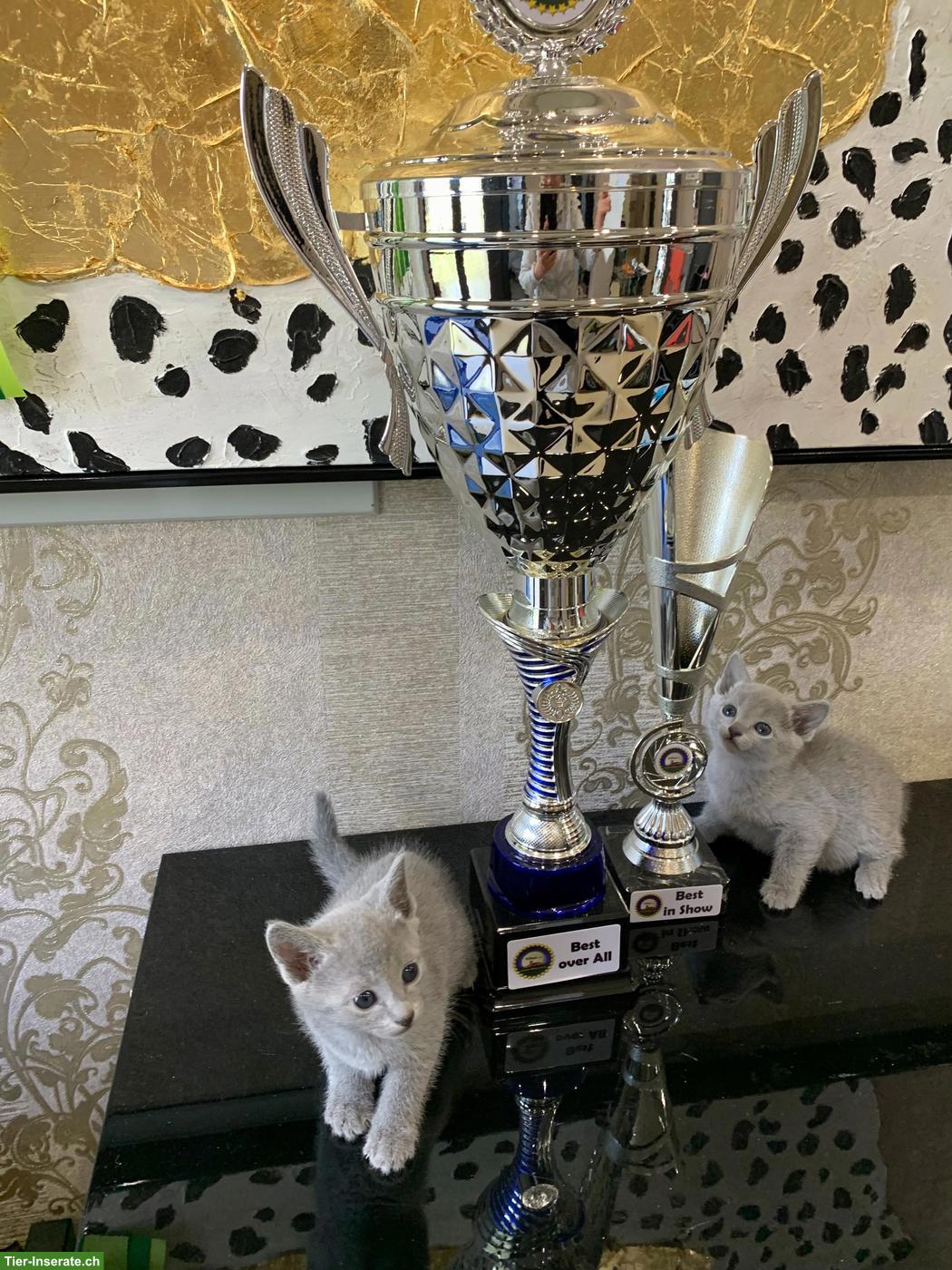 Bild 9: Echte Russisch Blau Kitten mit Stammbaum