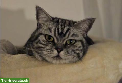 Bild 2: BKH-Katze Lucy 6j. sucht neues Zuhause (Wohnung oder Freigang)