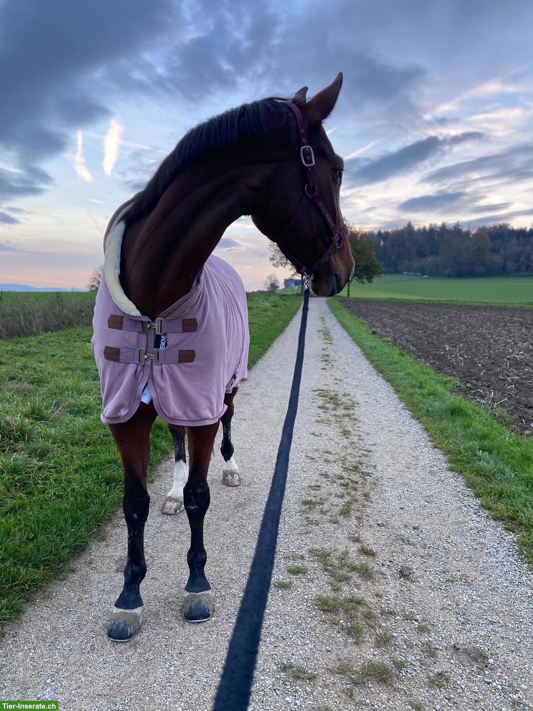 Reitbeteiligung für liebevolle Schweizer Warmblut Stute, Gränichen AG