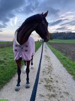 Reitbeteiligung für liebevolle Schweizer Warmblut Stute, Gränichen AG