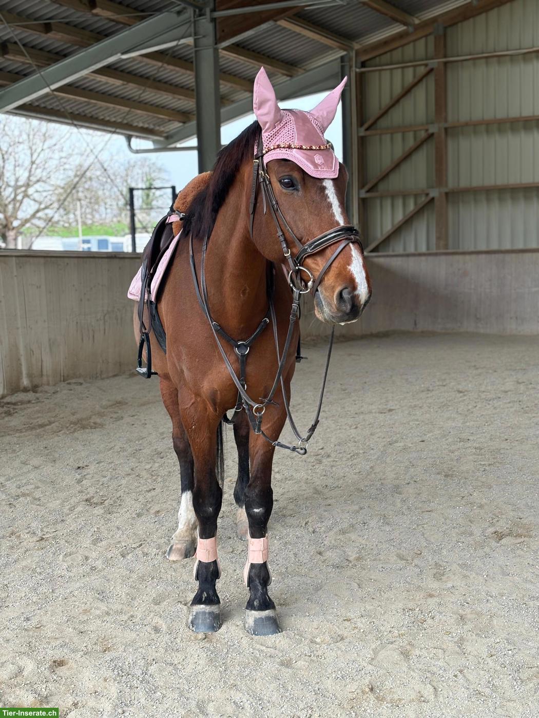 Bild 2: Reitbeteiligung für liebevolle Schweizer Warmblut Stute, Gränichen AG