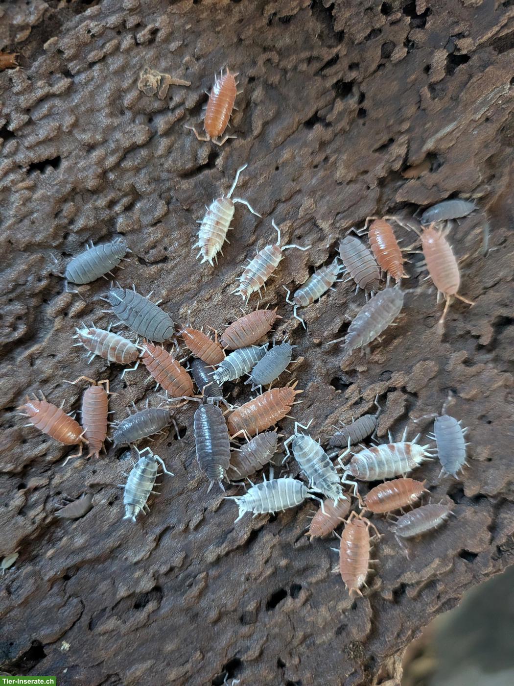 Porcellionides pruinosus Mix Asseln