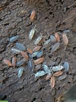 Porcellionides pruinosus Mix Asseln