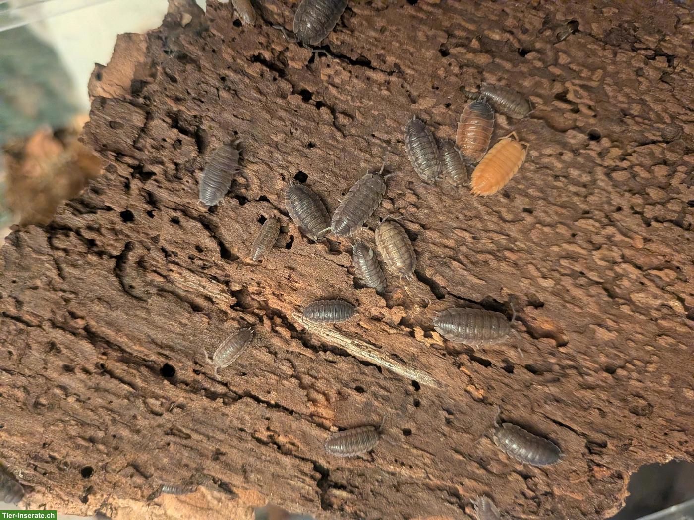 Porcellio scaber Mix Asseln