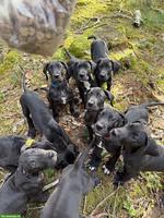 Deutsche Doggen Welpen suchen noch ein Traumplatz