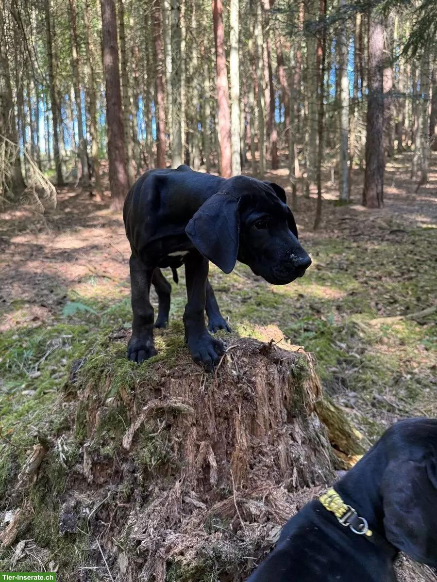 Bild 5: Deutsche Doggen Welpen suchen noch ein Traumplatz