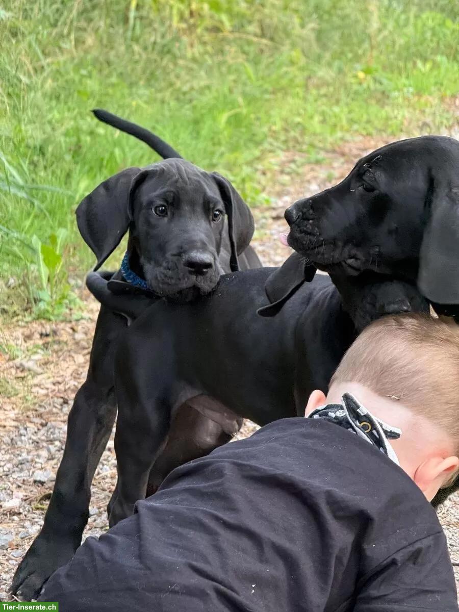 Bild 7: Deutsche Doggen Welpen suchen noch ein Traumplatz