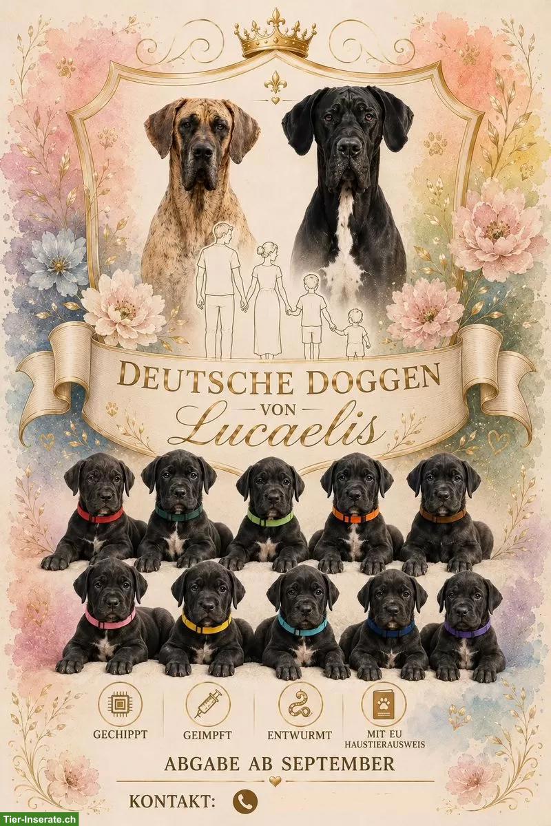 Bild 8: Deutsche Doggen Welpen suchen noch ein Traumplatz