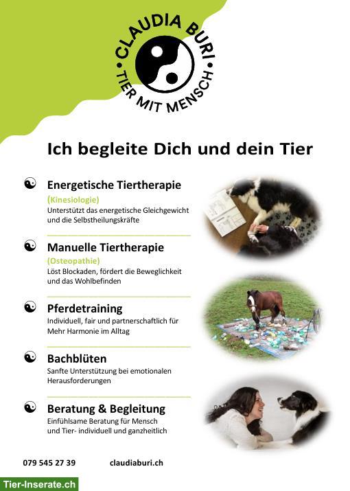 Energetische Osteopathie, Pferdetraining