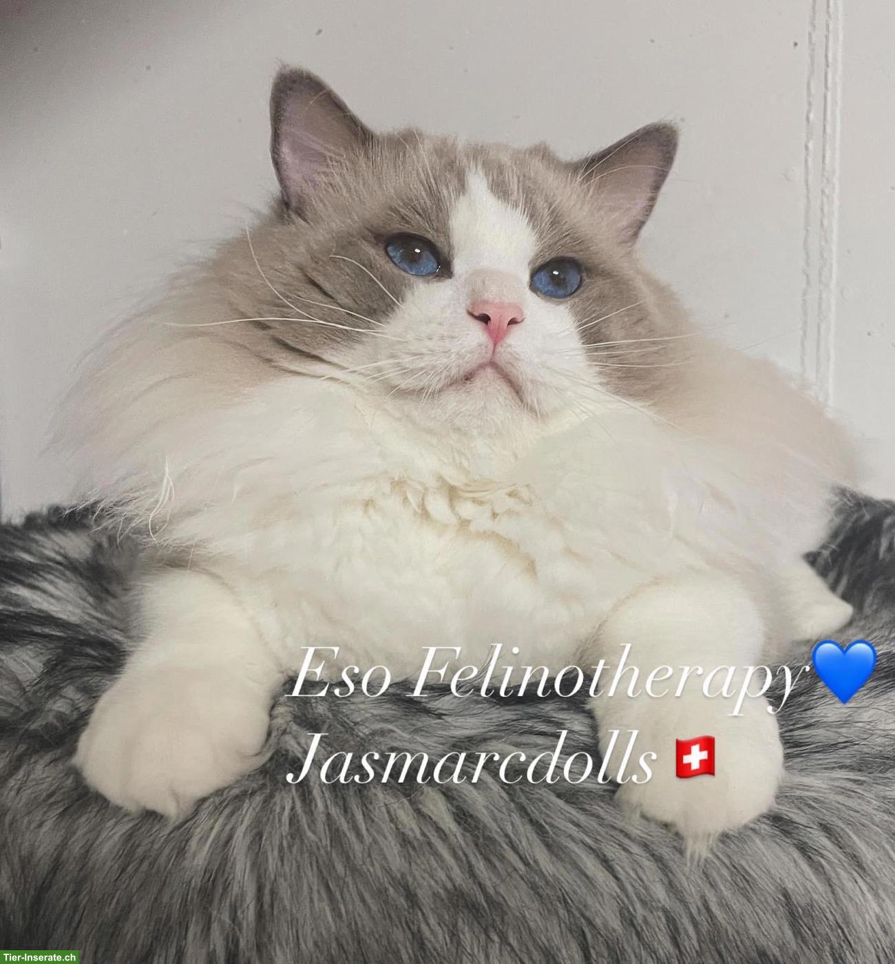 Erstklassiger Deckkater Ragdoll