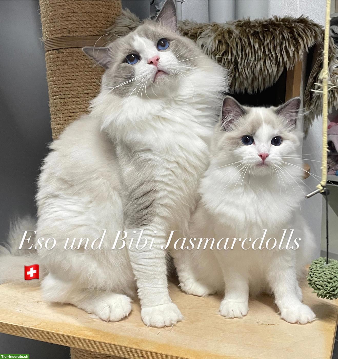 Bild 2: Erstklassiger Deckkater Ragdoll