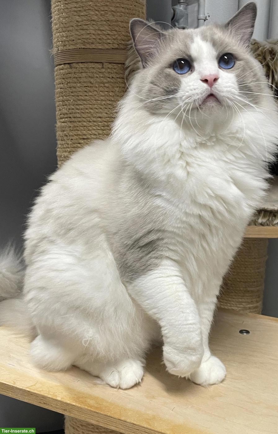 Bild 3: Erstklassiger Deckkater Ragdoll