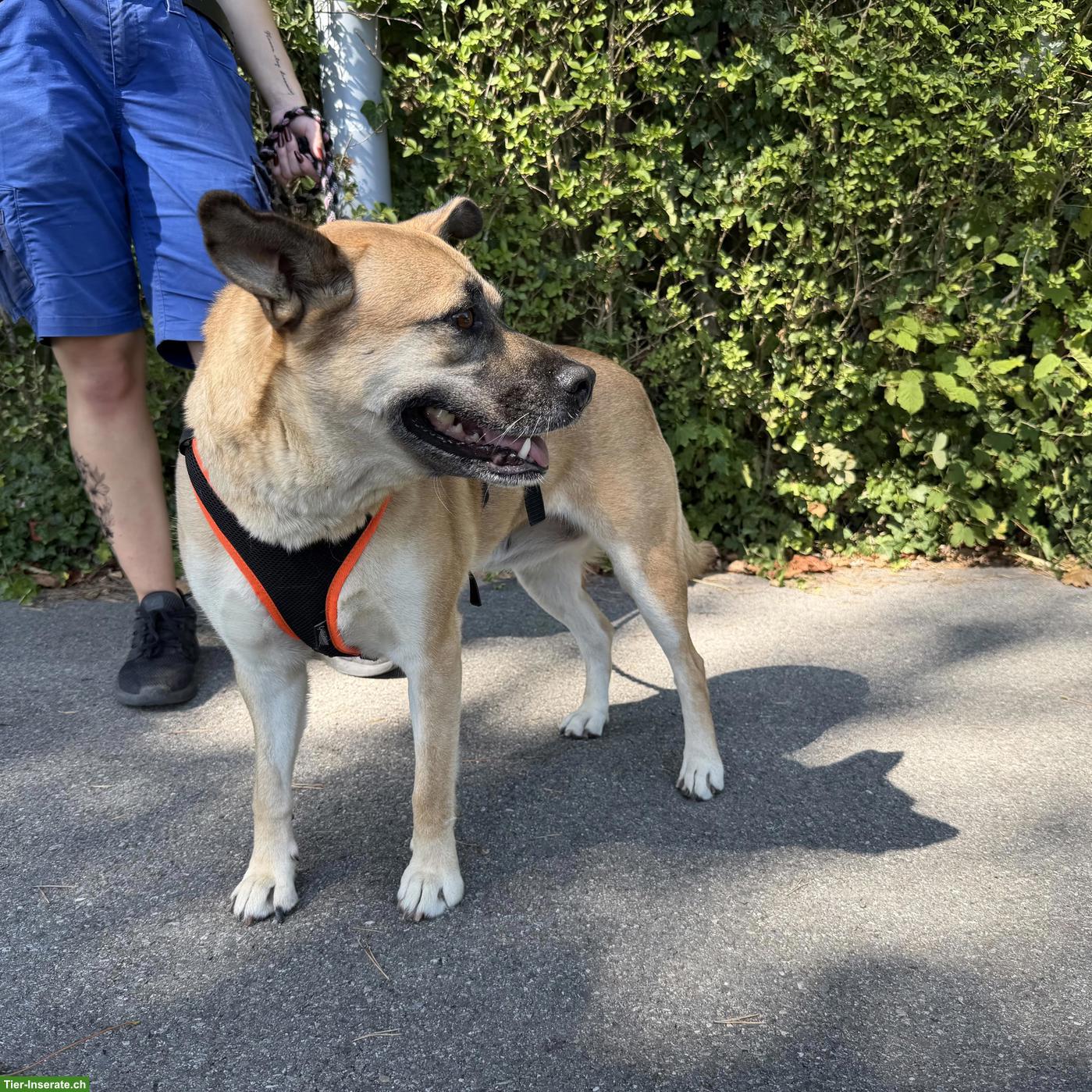 Bild 3: Tolle Mischlingshündin "Lotti" mit Handicap