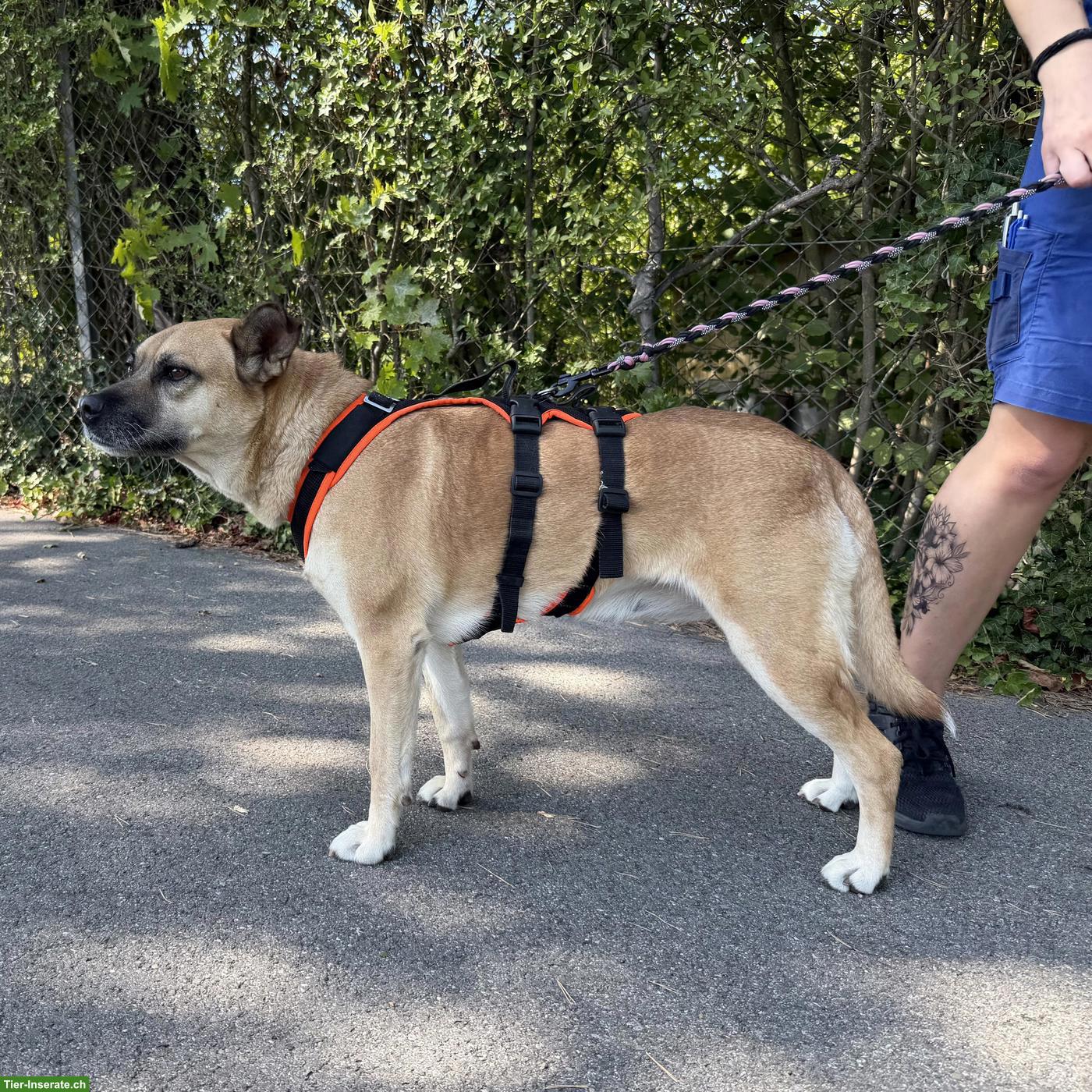 Bild 5: Tolle Mischlingshündin "Lotti" mit Handicap