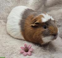Wunderschöne Meerschweinchen Dame