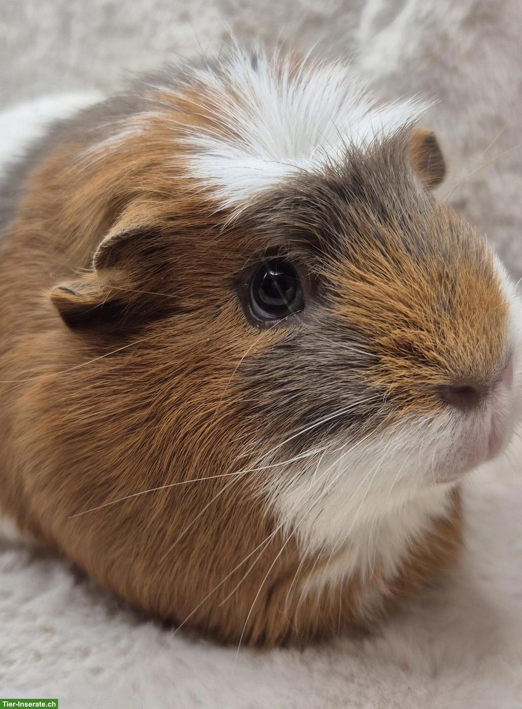 Bild 4: Wunderschöne Meerschweinchen Dame