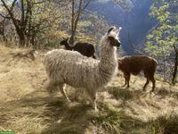 Flauschiger Silky-Lama-Junghengst sucht seinen Herzensplatz 🦙🤎