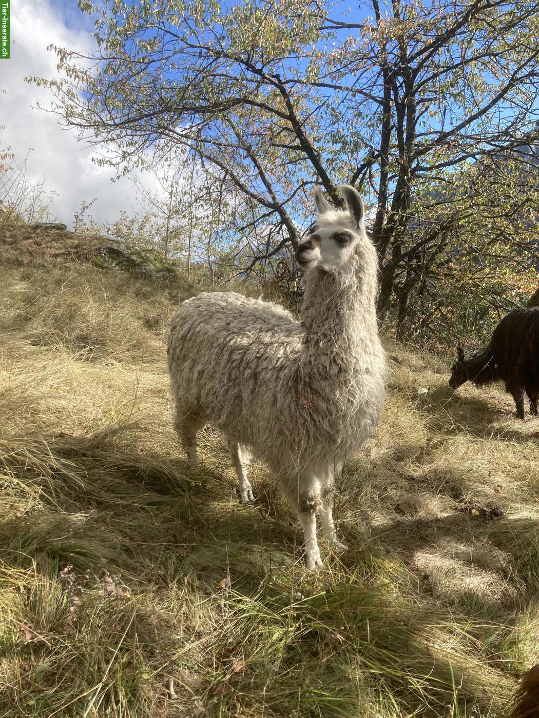 Bild 2: Flauschiger Silky-Lama-Junghengst sucht seinen Herzensplatz 🦙🤎