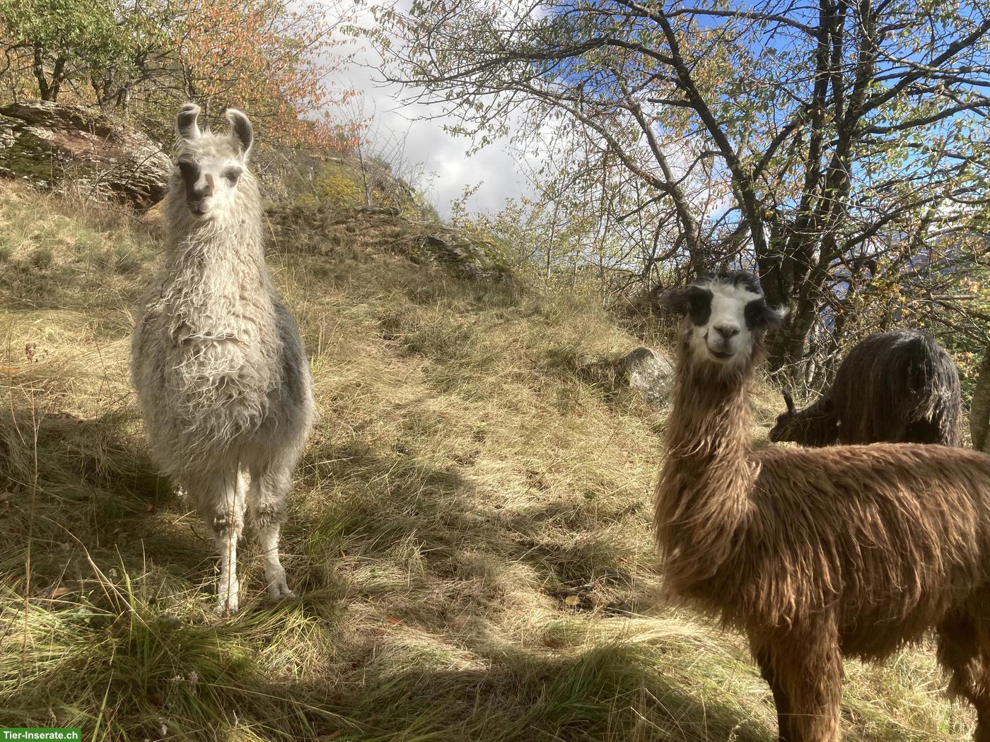 Bild 3: Flauschiger Silky-Lama-Junghengst sucht seinen Herzensplatz 🦙🤎