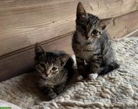 Junge Bauernhofkatzen suchen Lebensplatz