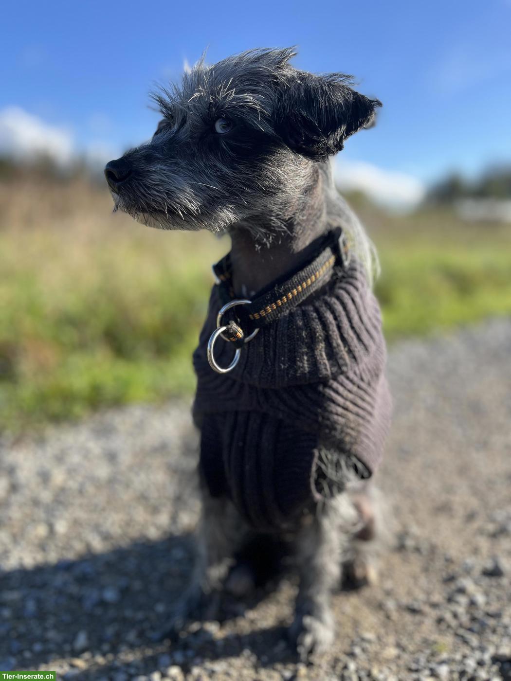Bild 2: Chinese Crested Dog Rüde sucht sein Schlosssofa