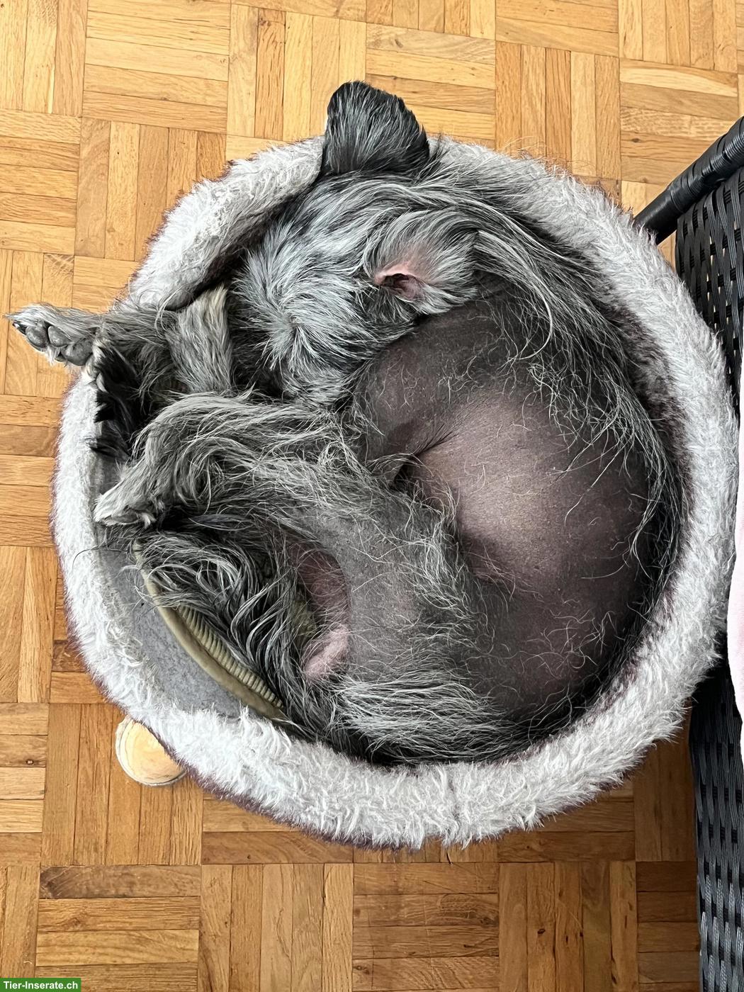 Bild 3: Chinese Crested Dog Rüde sucht sein Schlosssofa