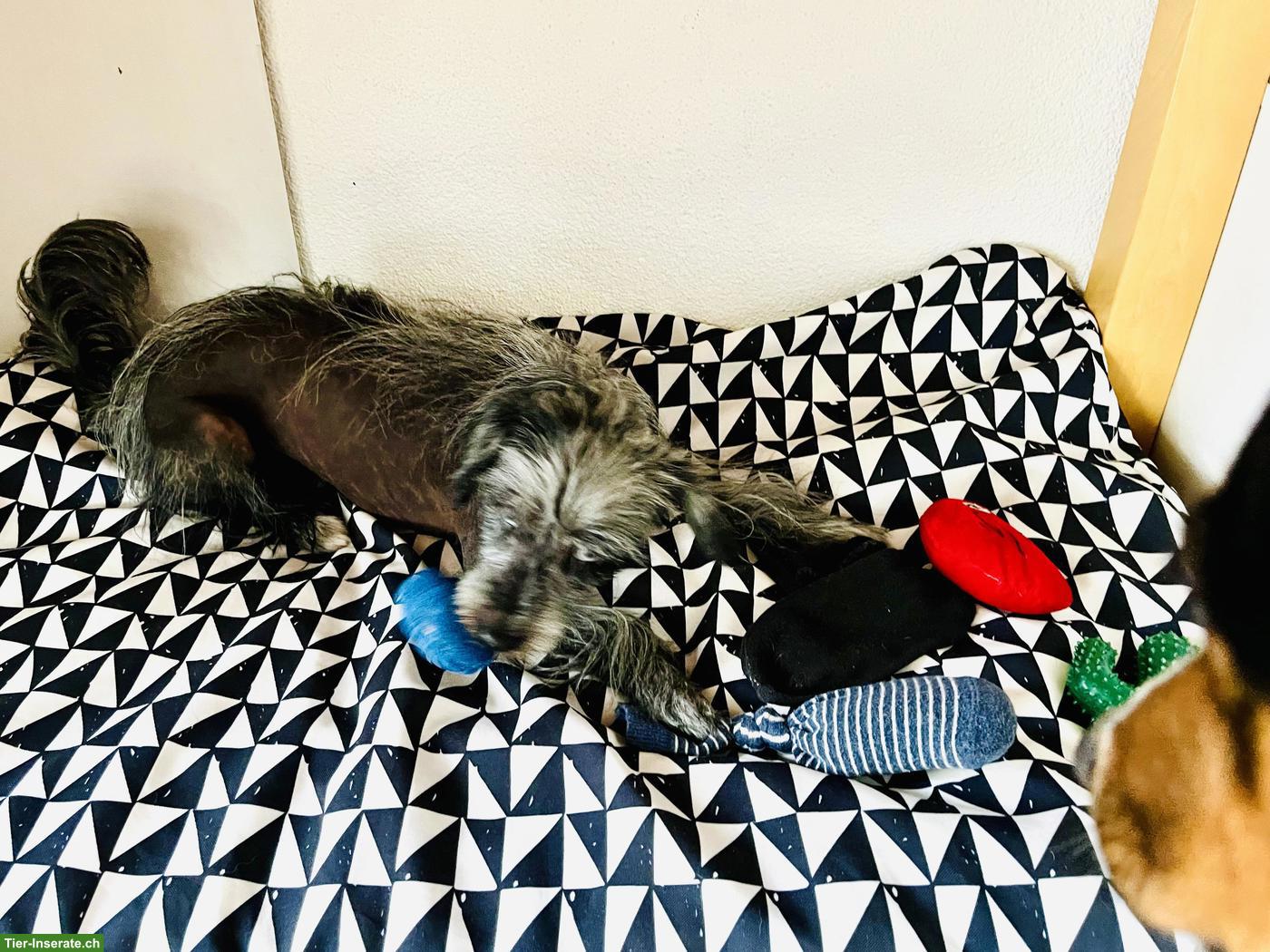 Bild 4: Chinese Crested Dog Rüde sucht sein Schlosssofa