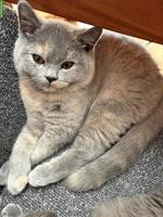 BKH / BLH Kitten suchen ein liebes Zuhause