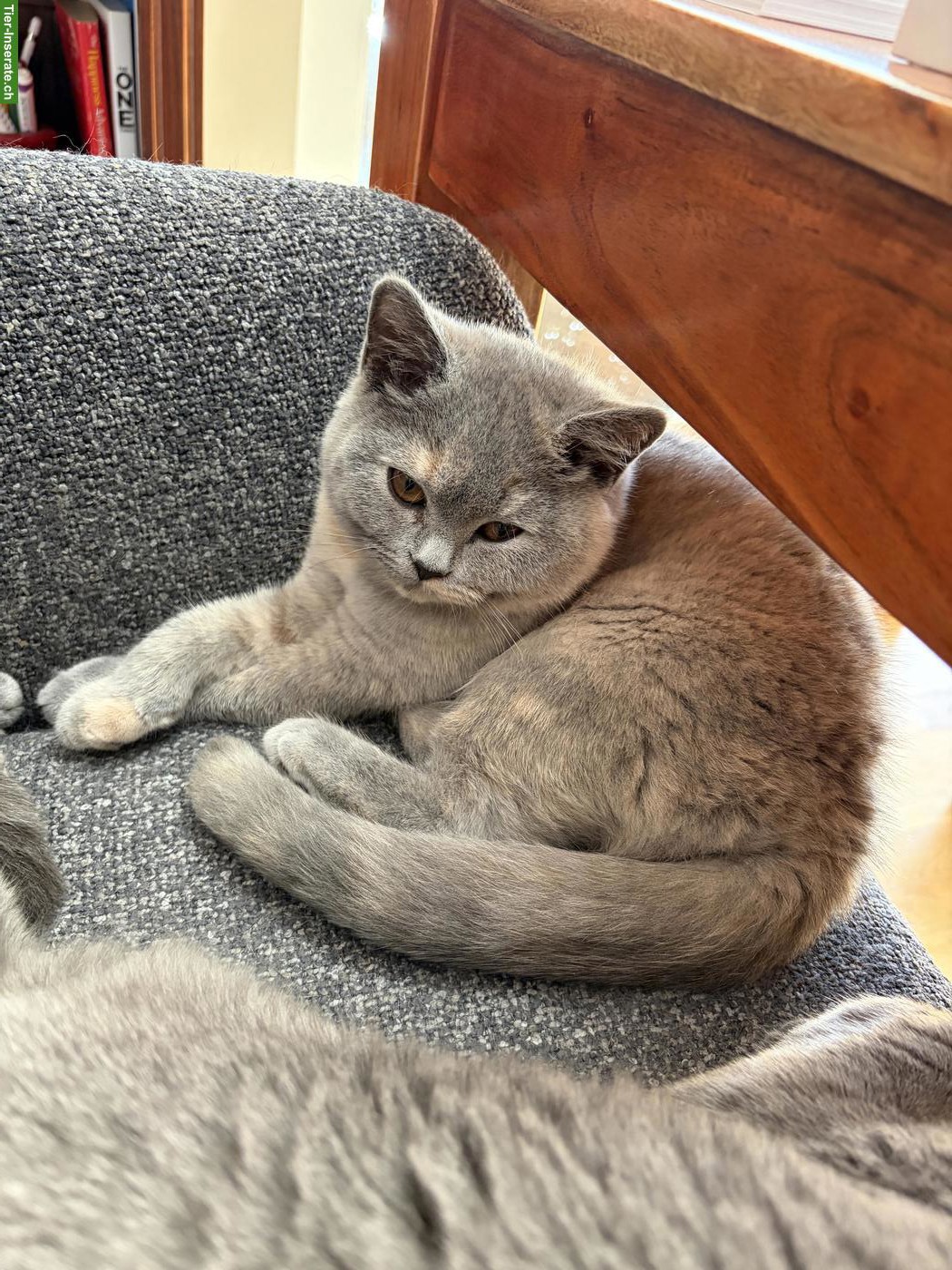 Bild 3: BKH / BLH Kitten suchen ein liebes Zuhause