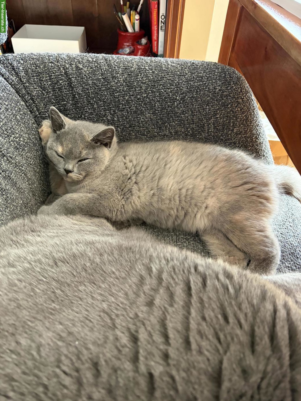 Bild 4: BKH / BLH Kitten suchen ein liebes Zuhause