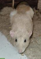 3 Ratten Boys suchen zusammen ein Zuhause