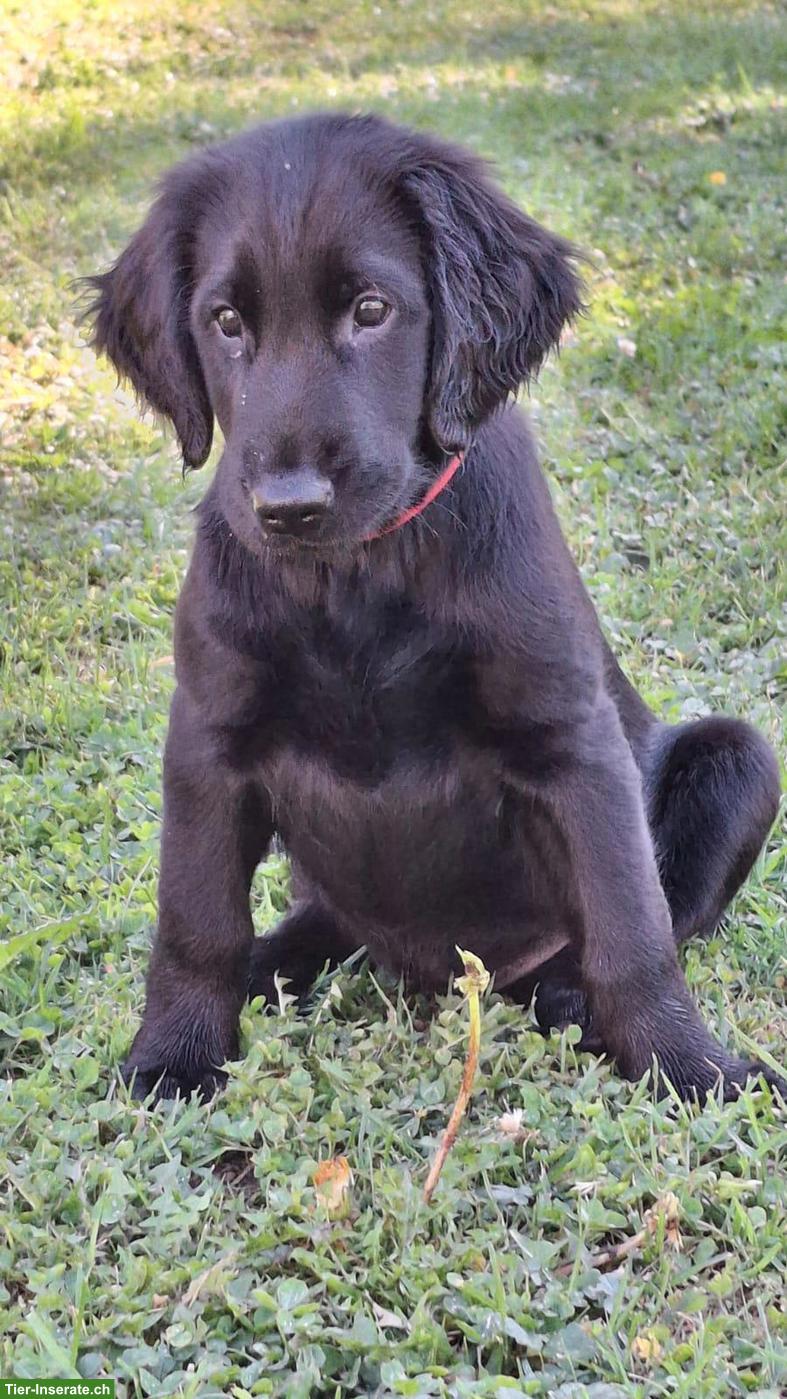 Bild 2: Flat Coated Retriever Welpen, Hündin und Rüden