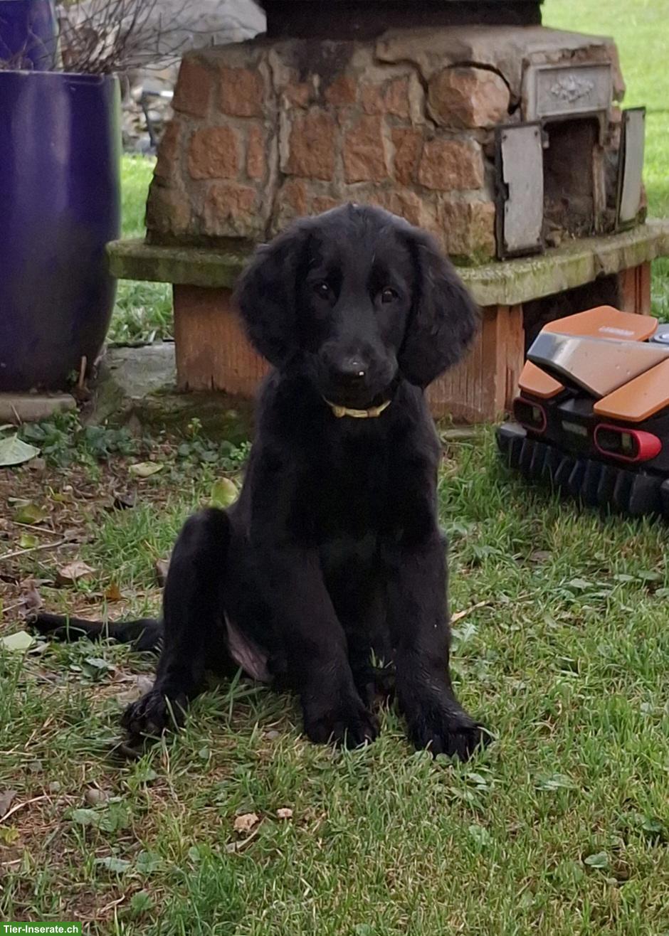 Bild 3: Flat Coated Retriever Welpen, Hündin und Rüden