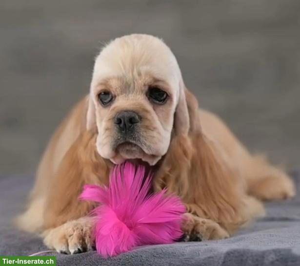 1-jährige American Cocker Spaniel Hündin mit FCI-Ahnentafel