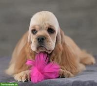 1-jährige American Cocker Spaniel Hündin mit FCI-Ahnentafel