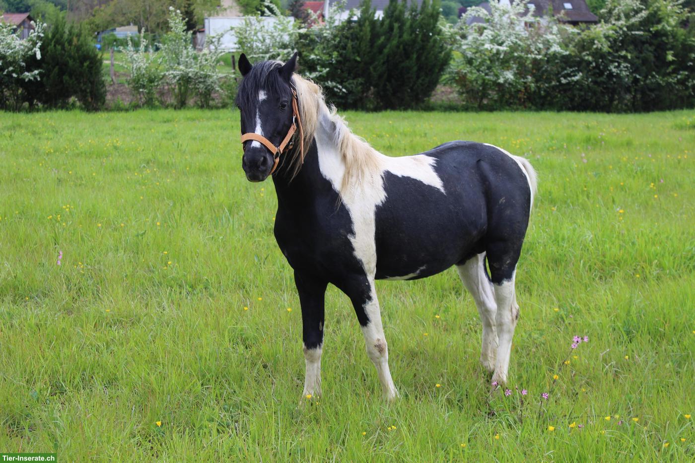 American Shetland Pony Hengst