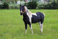 American Shetland Pony Hengst
