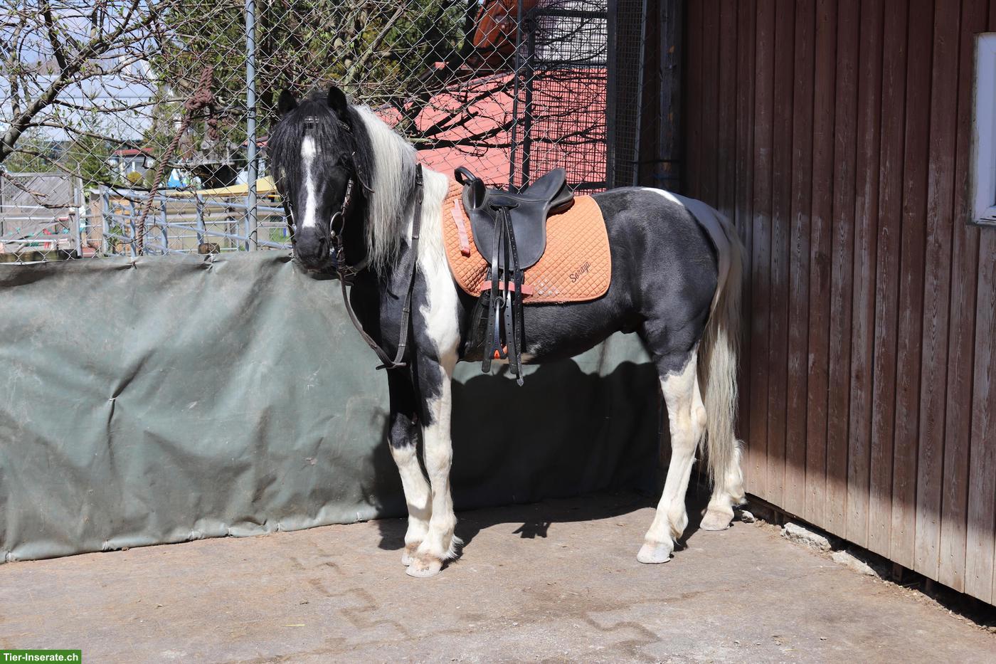 Bild 2: American Shetland Pony Hengst