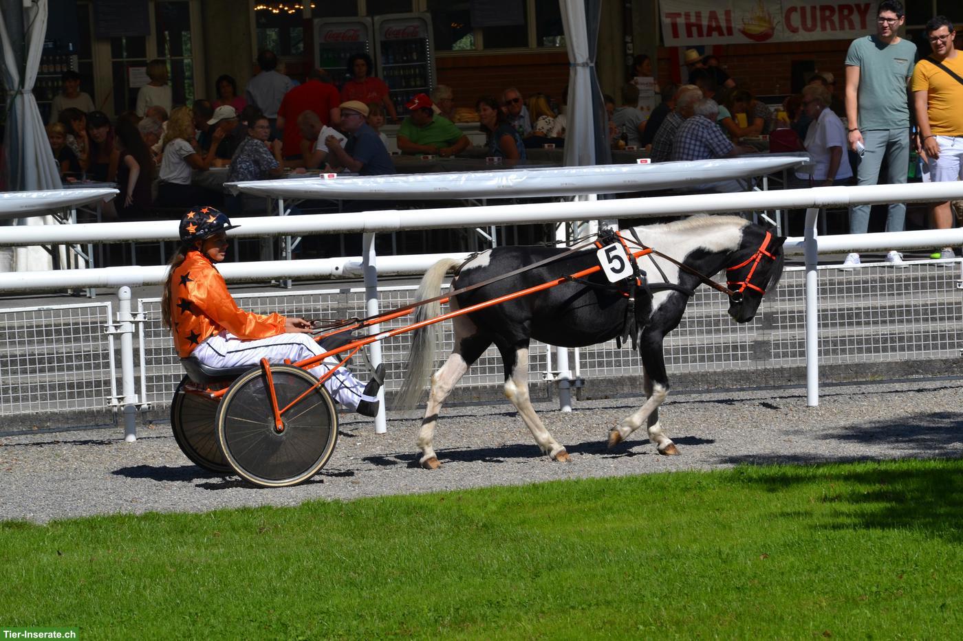 Bild 3: American Shetland Pony Hengst