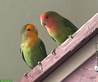 Mehrere Agapornis / Lovebird Paare abzugeben