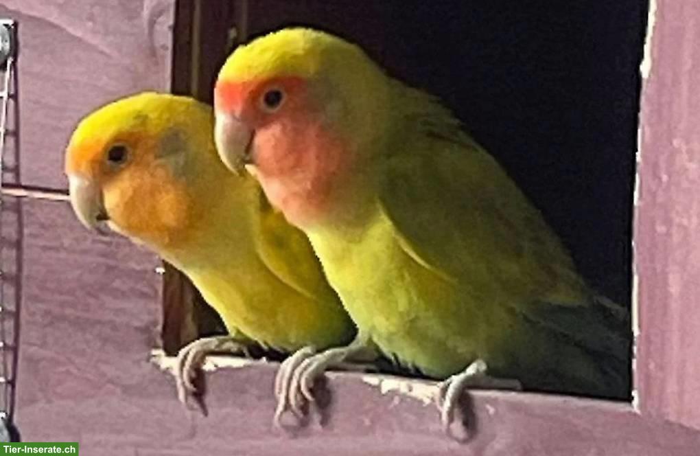 Bild 2: Mehrere Agapornis / Lovebird Paare abzugeben