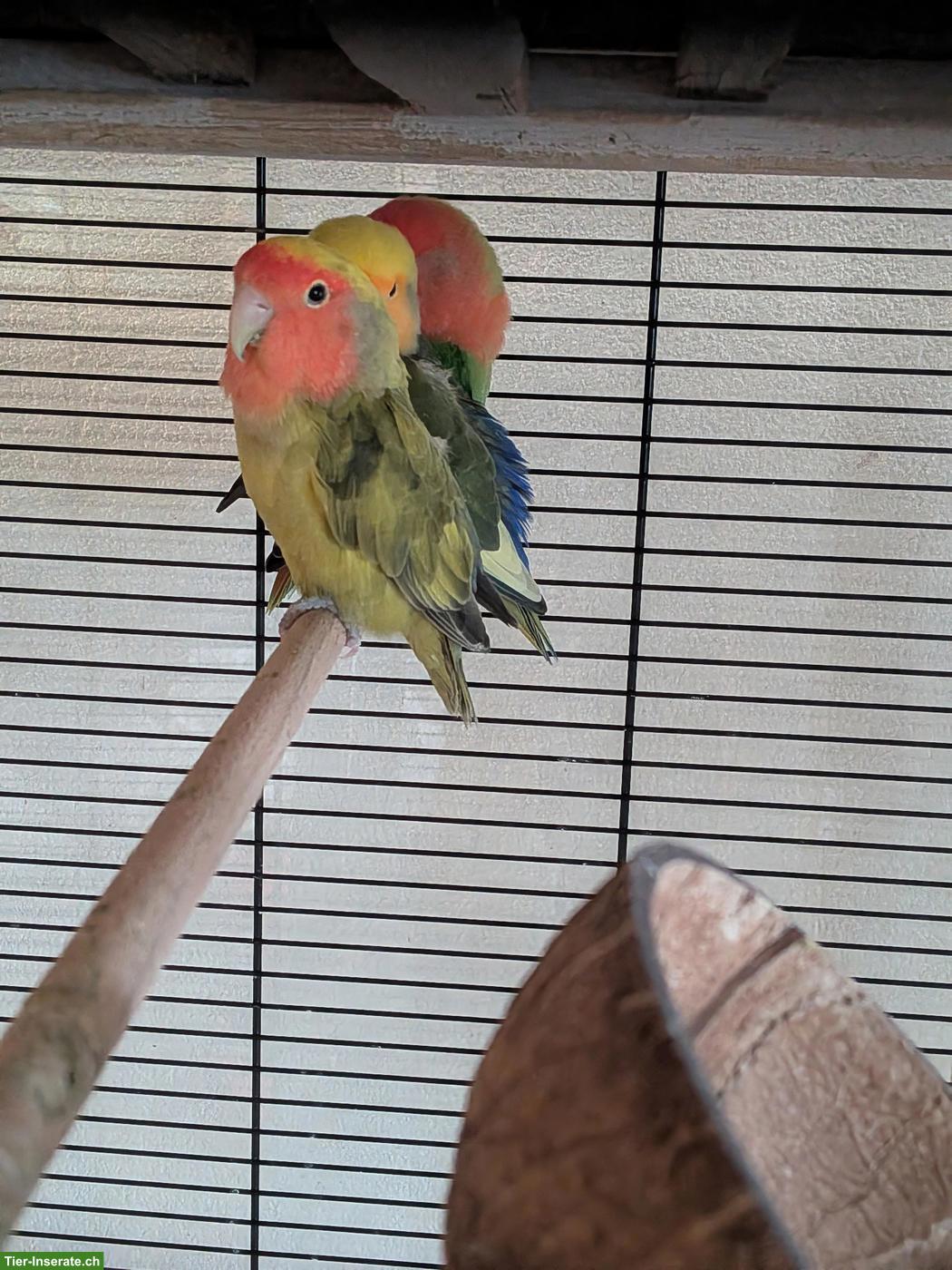 Bild 4: Mehrere Agapornis / Lovebird Paare abzugeben