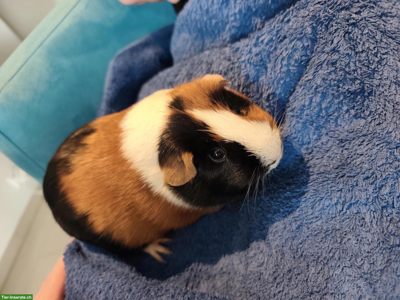 2 Meerschweinchen suchen ein liebevolles Zuhause 🐹❤️