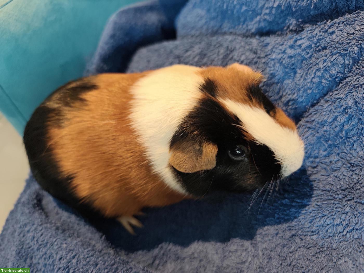 Bild 2: 2 Meerschweinchen suchen ein liebevolles Zuhause 🐹❤️