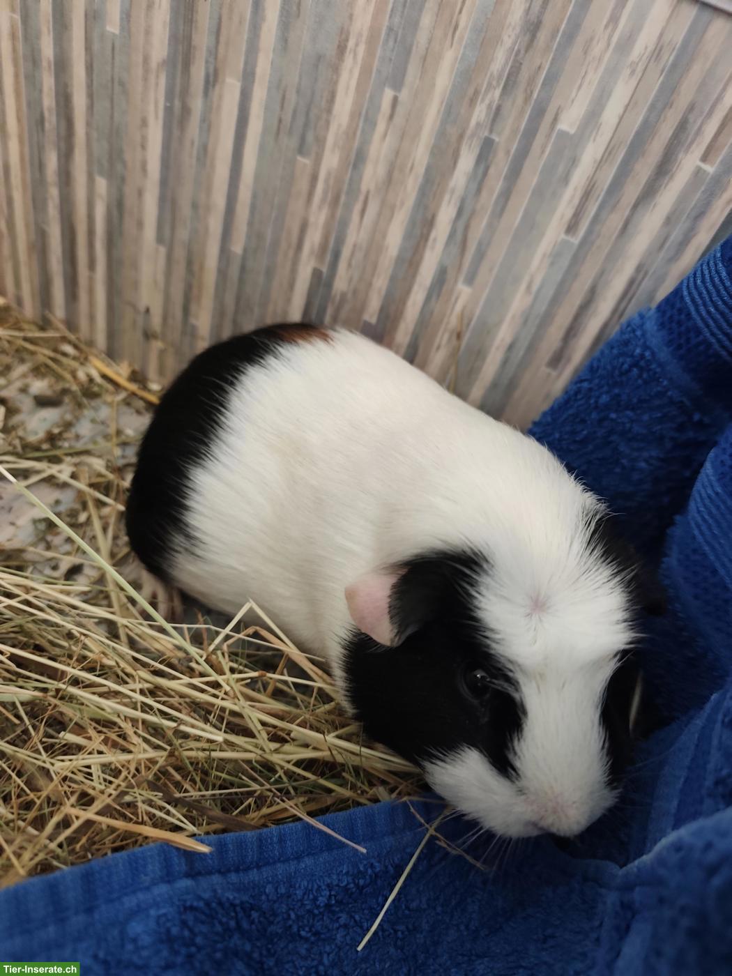 Bild 3: 2 Meerschweinchen suchen ein liebevolles Zuhause 🐹❤️