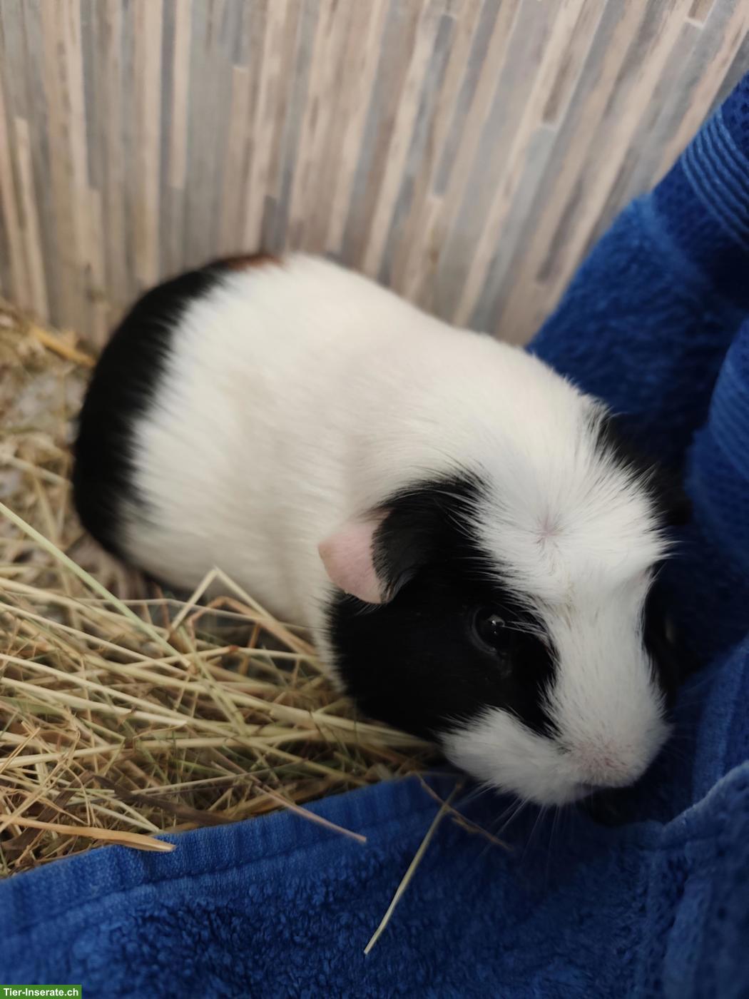Bild 4: 2 Meerschweinchen suchen ein liebevolles Zuhause 🐹❤️