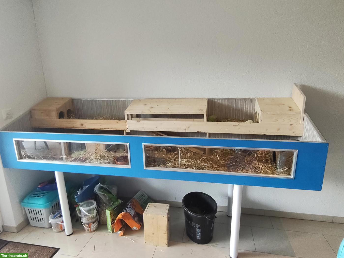 Bild 7: 2 Meerschweinchen suchen ein liebevolles Zuhause 🐹❤️